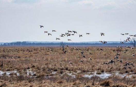 飛び立つ水鳥の群れ 飛び立つ水鳥の群れ 鳥類,鳥,飛ぶの写真素材