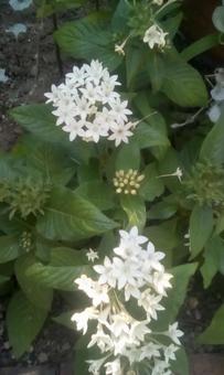 白い花 白い花の写真