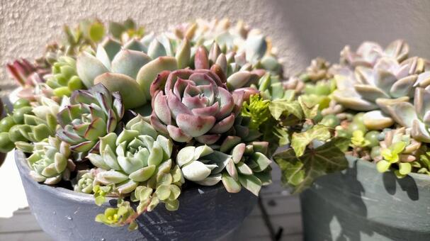 多肉植物-寄せ植え 多肉植物,多肉,寄せ植えの写真素材