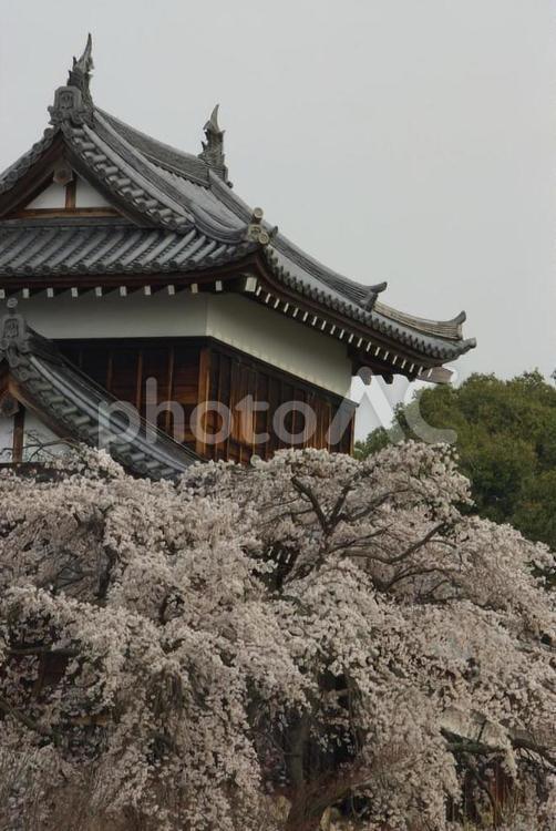 しだれ桜 しだれ桜,桜,城の写真素材