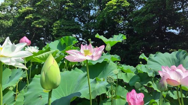 蓮の花1 蓮の花1の写真