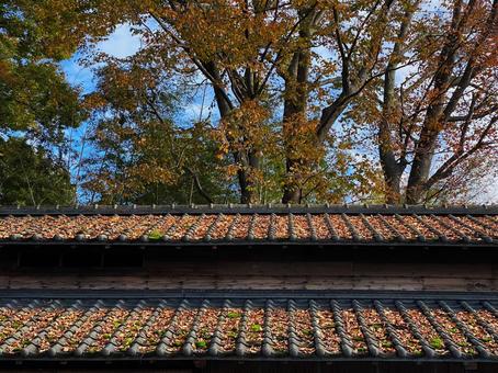 落ち葉が溜まる屋根 落ち葉が溜まる屋根 落ち葉,屋根,秋の写真素材