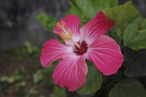 ハイビスカス ハイビスカス,那覇,那覇市の写真素材