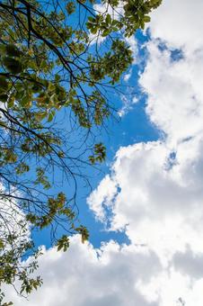 青空 青空の写真