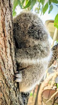 コアラの寝顔 コアラ,動物,寝姿の写真素材