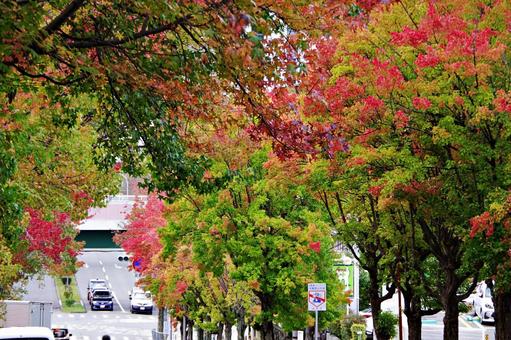 11月の三色彩道にての写真