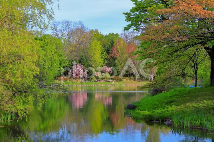 新緑の中島公園(八重桜・春紅葉など) 中島公園,新緑,春の写真素材
