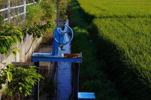 水門 水門 稲穂,米,日差しの写真素材