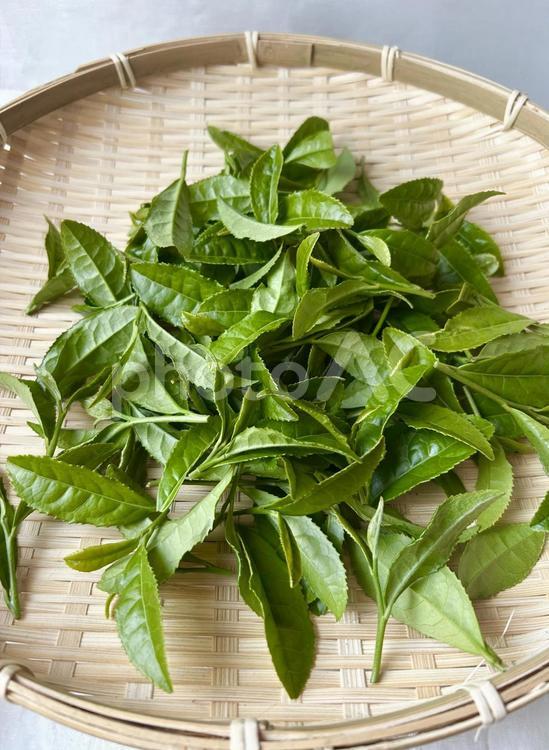 茶摘みしたばかりの茶葉♪新鮮です（縦） お茶,茶葉,茶摘みの写真素材