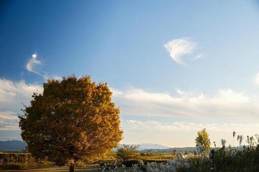 秋のパノラマ：黄金色の独立木とススキの穂 木,紅葉,黄葉の写真素材