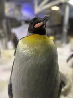 紳士ペンギン 紳士ペンギンの写真
