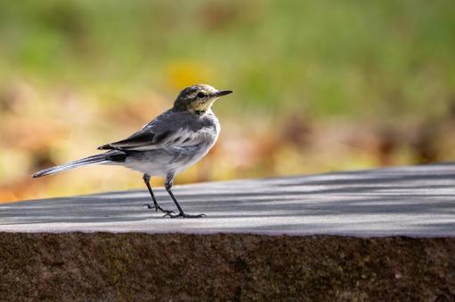 ハクセキレイ(31)の写真