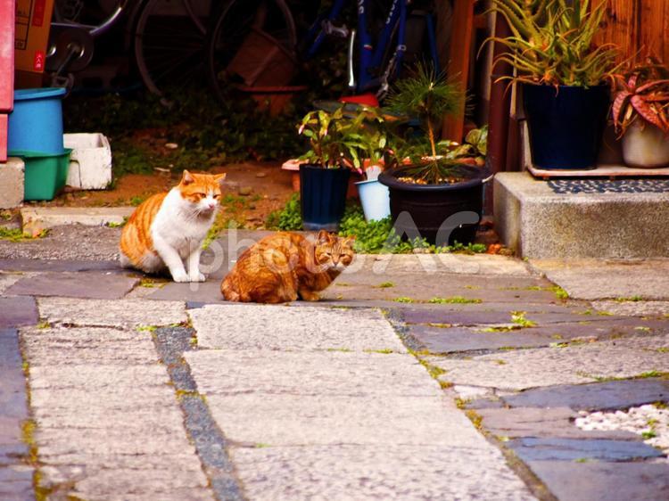 路地裏の茶トラ猫ペア 茶トラ猫,二匹,路地裏の写真素材