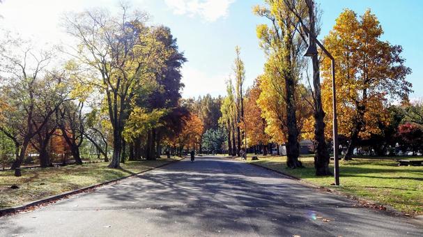 秋の水元公園・ポプラ並木道の紅葉・葛飾区 秋,水元公園,紅葉の写真素材