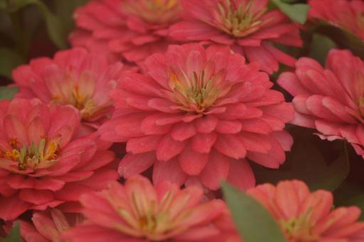 Zinnia, JPG