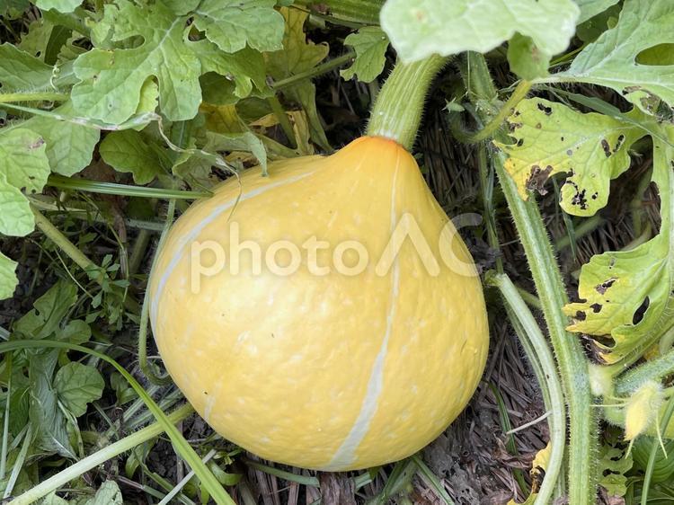 「未熟なカボチャ」イメージ用素_02 カボチャ,かぼちゃ,野菜の写真素材