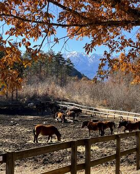 木曽馬牧場と御嶽山 牧場,木曽馬,御嶽山の写真素材