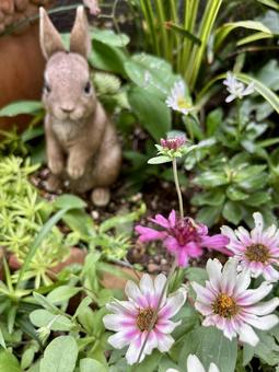 ピンクの花とガーデンオーナメント 花,小花,ピンクの花の写真素材