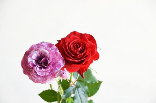 薔薇とラナンキュラス 赤い薔薇,花,ばらの写真素材