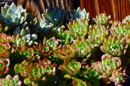 植物シリーズ 植物シリーズ 観葉植物,多肉種,多肉植物の写真素材