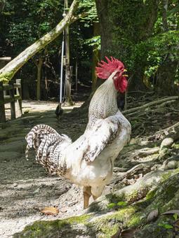 鳴く神鶏 鳴く神鶏の写真