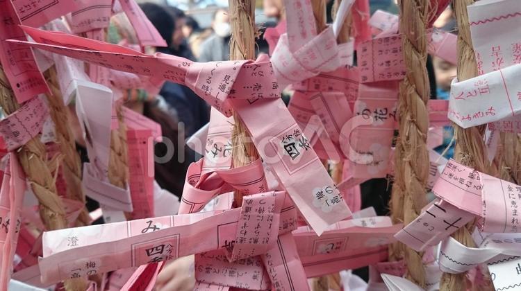 初詣で引いたおみくじ おみくじ,初詣,神社の写真素材