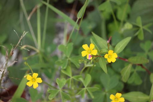 黄色い花 花,秋,季節の写真素材