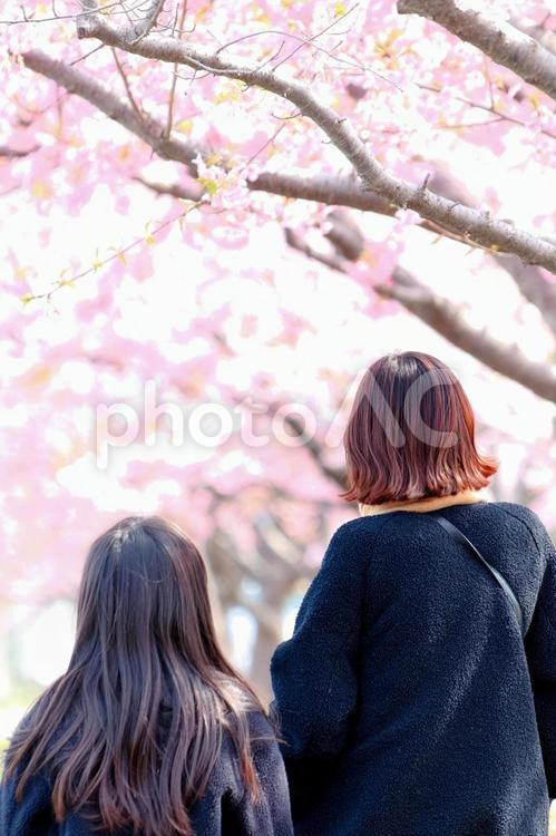 春のイメージ｜桜ポートレート（二人） 桜,女性,日本人の写真素材