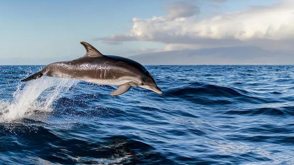 自由と躍動感:海を駆けるイルカの瞬間 自由と躍動感:海を駆けるイルカの瞬間の写真