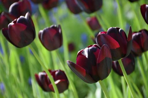 Unusual coloured tulips, JPG Unusual coloured tulips, JPG