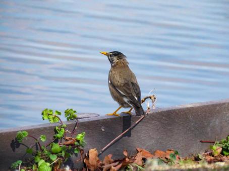 Starling perched on a fence board, JPG Starling perched on a fence board, JPG