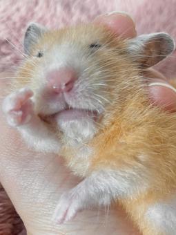 寝ているキンクマハムスターのイメージ ハムスター,キンクマハムスター,ゴールデンハムスターの写真素材