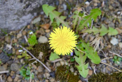 たんぽぽの写真