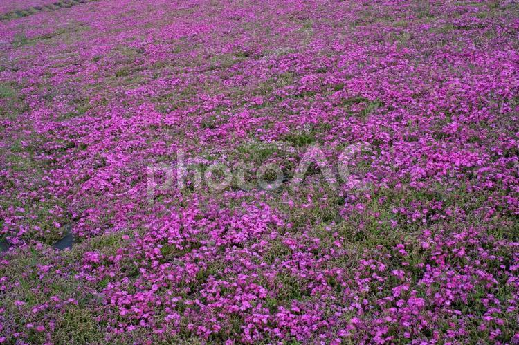 新荒川大橋緑地の芝桜 芝桜,新荒川大橋緑地,荒川の写真素材