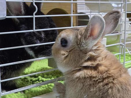 ケージの外のうさぎと中のうさぎ うさぎ,ウサギ,草食動物の写真素材