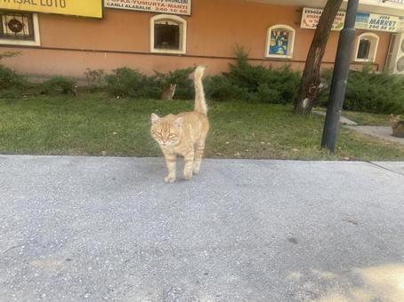 トルコの猫 トルコの猫 トルコ,アンカラ,コル地区の写真素材
