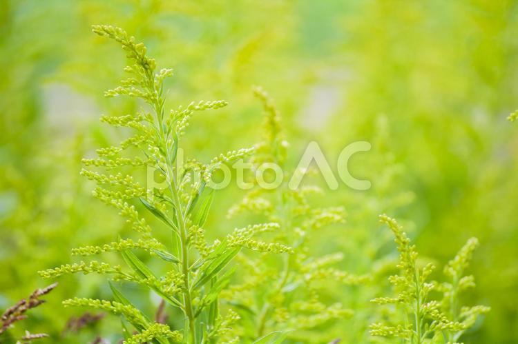 セイタカアワダチソウ セイタカアワダチソウ,秋,秋の花の写真素材