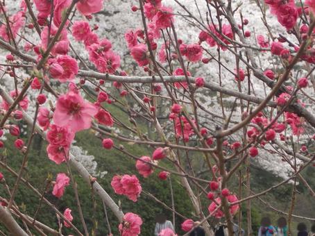 清水公園の桜-91 清水公園の桜-91 清水公園,千葉県野田市,桜の木の写真素材