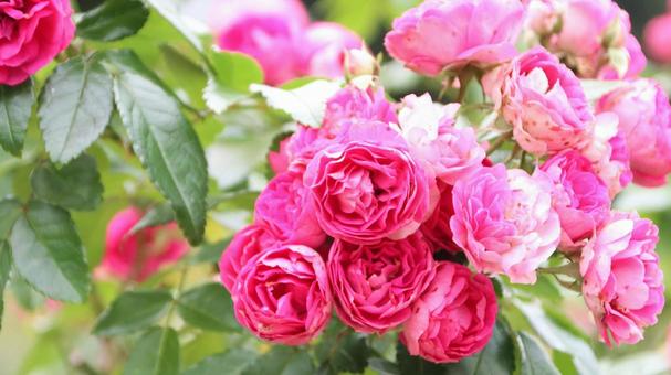 河津バカテル公園　秋バラ 薔薇,秋,花の写真素材