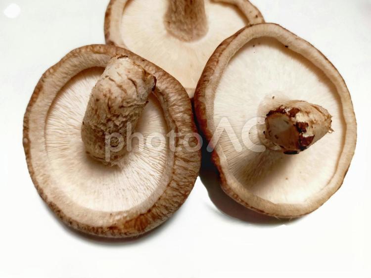 白をバックに生椎茸３つ キノコ,生椎茸,シイタケの写真素材