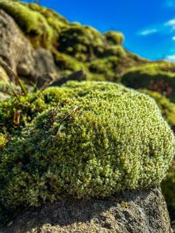 焼岳の苔 焼岳の苔の写真
