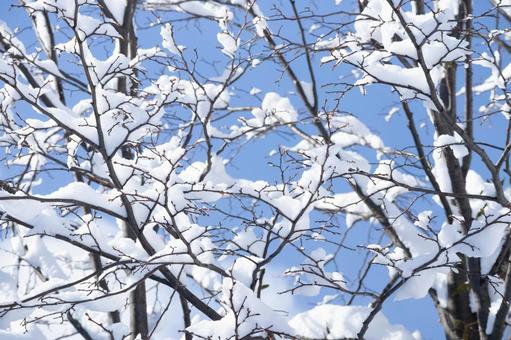 雪と枝のアップ 雪,冬,木の写真素材