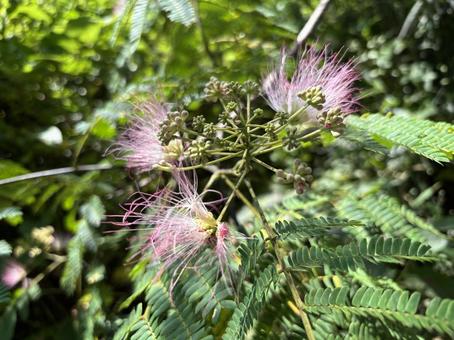 Silk tree 3, JPG Silk tree 3, JPG