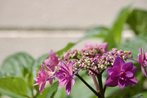 赤紫の可愛らしい紫陽花の写真