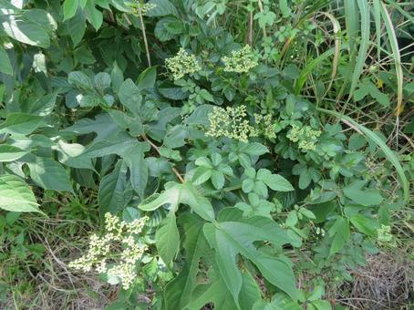 ヤブカラシの花 ヤブカラシの花 ヤブカラシ,ブドウ科,3倍体の写真素材