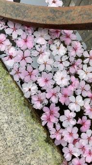 水面に浮かぶ桜の花びら 水面に浮かぶ桜の花びらの写真