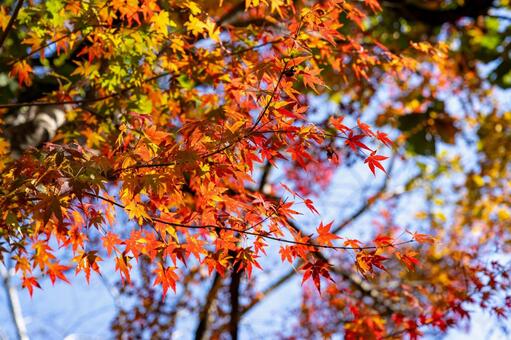 秋の青空と紅葉 紅葉,モミジ,もみじの写真素材