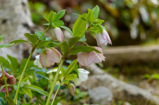 春の庭に咲くクリスマスローズ クリスマスローズ,花,春の写真素材