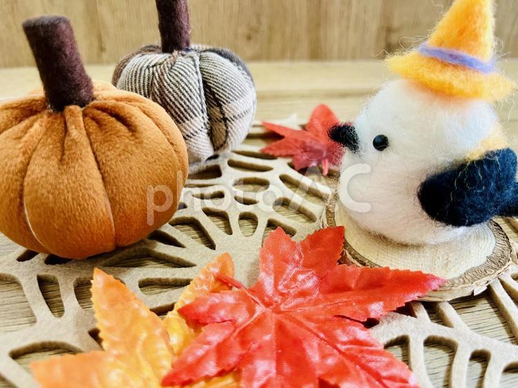 羊毛フェルトのハロウィンシマエナガ ハロウィン,シマエナガ,羊毛フェルトの写真素材