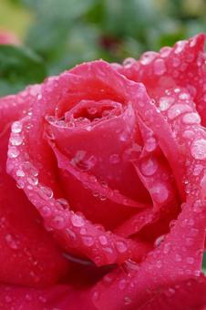 雨に濡れたバラ(マリアカラス)01 雨に濡れたバラ(マリアカラス)01 バラ,薔薇,春バラの写真素材